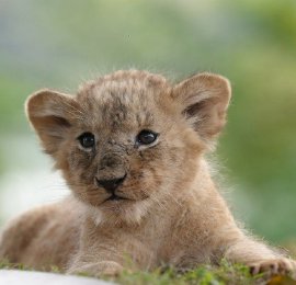重庆：五胞胎狮宝宝满月踏青晒太阳