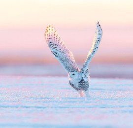 内蒙古呼伦贝尔：雪鸮冰雪中巡猎大草原