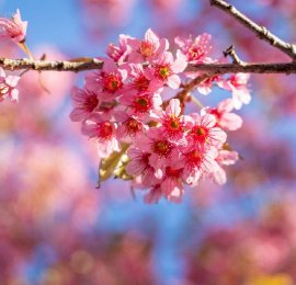 昆明：冬樱花密密匝匝挂满枝头
