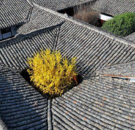 四川阆中：古院蜡梅绽放 挺拔高耸从天井中探出头来