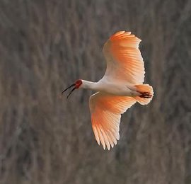 甘肃康县：首次发现朱鹮