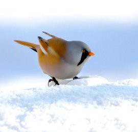 黑龙江大庆：文须雀雪地觅食