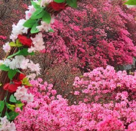 武汉：黄陂木兰云雾山万亩杜鹃绽放