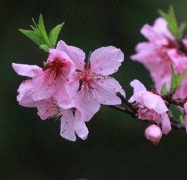 青岛：珠山秀谷万亩杜鹃花盛放 游客登山赏花