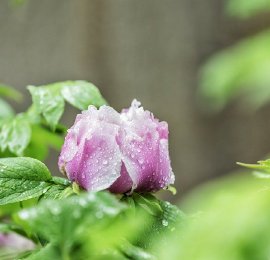 洛阳：王城公园雨中牡丹花