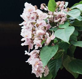 杭州：500余岁古楸树花迎盛花期