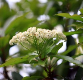 江苏淮安：谷雨时节石楠花盛开
