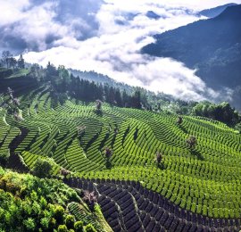 湖北恩施：茶园翠绿茶香漫山 茶农采摘春茶供应市场