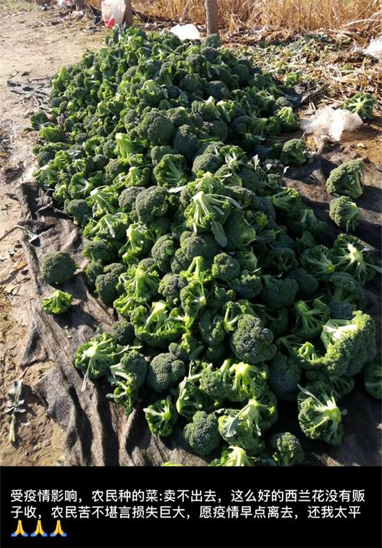 陈柏林的西兰花堆在田边，无人来收购。 图来自陈柏林朋友圈