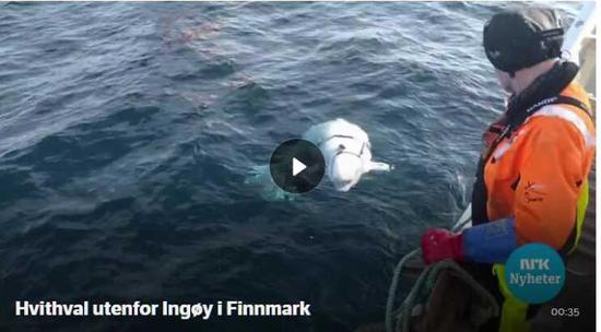 白鲸画面 图源：挪威当地媒体NRK
