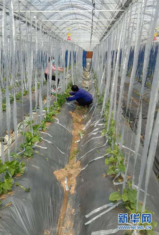 4月2日，合肥禾润农业科技有限公司的员工在蔬菜基地忙碌。新华社发
