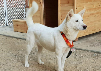 朝鲜赠送韩国一对儿丰山犬 将入住青瓦台