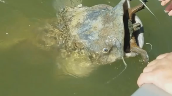 鲶鱼吞下乌龟卡喉窒息 游客掰开其嘴进行帮助