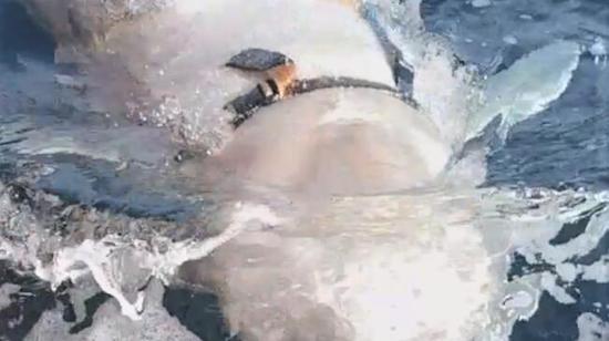 白鲸身上的背带 图源：挪威当地媒体NRK