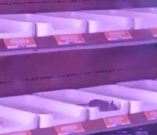 夸父炸串回应老鼠乱窜