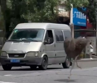 鸵鸟“越狱”街头狂奔