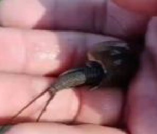 田间发现三眼恐龙虾