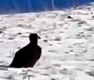 金雕现身阿尔山