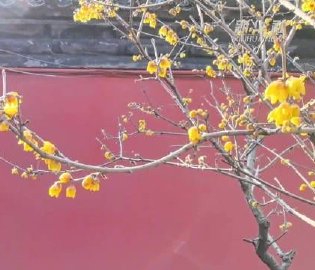 北京：蜡梅飘香引游人