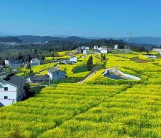 油菜花海“美炸了”