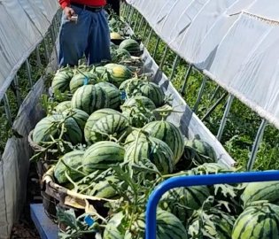 西瓜坐上田间小火车