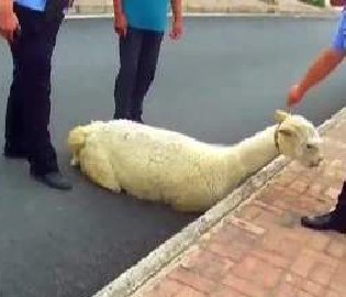 演艺团羊驼出逃狂奔