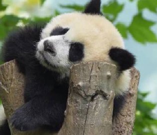 熊猫宝宝树顶睡觉