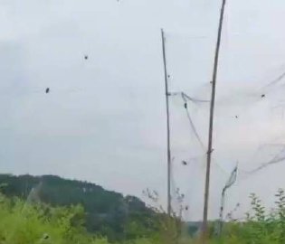 湖南新化多地现捕鸟网