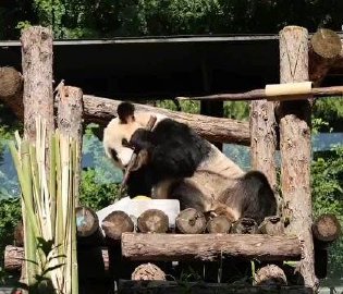 丫丫生日悠闲吃播