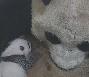 大熊猫龙凤胎幼崽