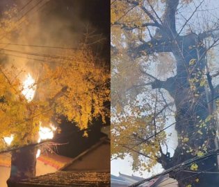 500余年古银杏树起火