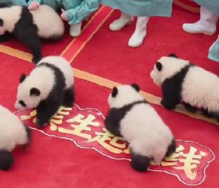 30只熊猫宝宝集体拜年