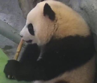 “巴基斯坦向沙特部署八千人，派了枭龙和红旗