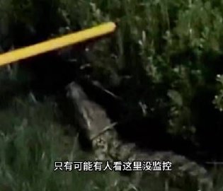 男子持棍驱赶1米长鳄鱼