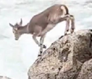 岩羊渡过湍急河水