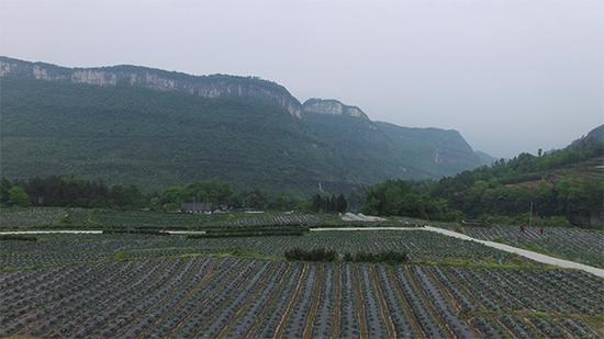 现在的阳溪镇就像个隐秘的蔬菜王国，崇山峻岭间种满了蔬菜，道真其他多个镇也是如此。  澎湃新闻记者 王国庆 图