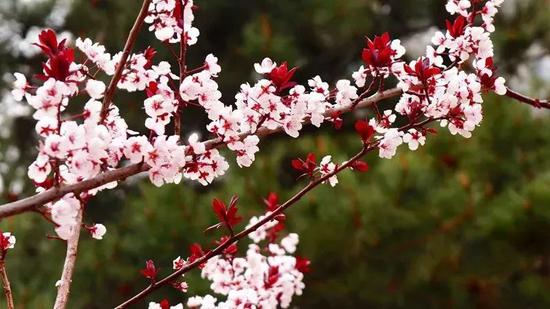中国石油大学(北京)晓春 董刚/摄