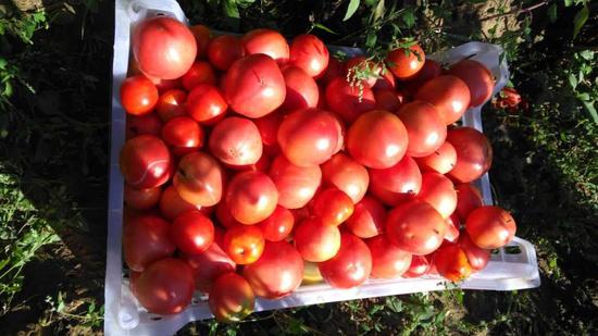 采收的西红柿。受访者供图