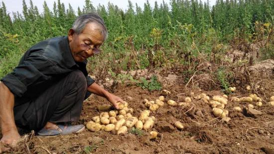 成鹏飞的父亲与收获的土豆。受访者供图