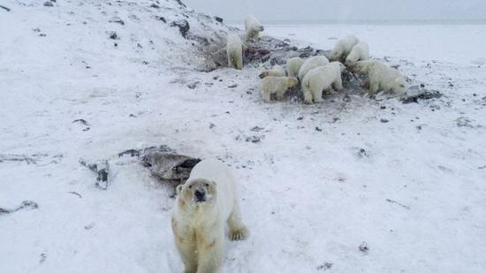 一群北极熊造访雷尔凯皮村（图源：世界自然基金会）