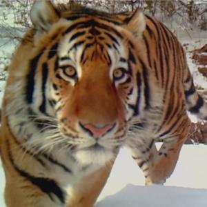 进村东北虎麻醉针醒了!它的杀伤力有多强