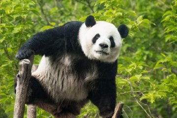 临近春节，国宝又上新才艺了