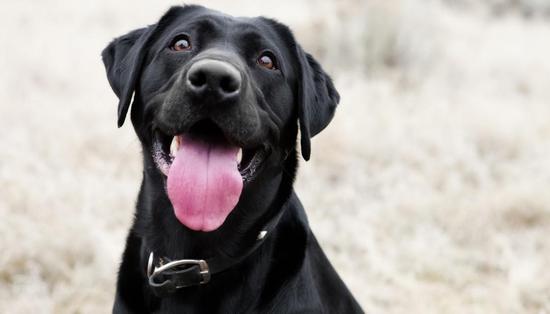 ↑西班牙西北部城市萨莫拉决定从明年起向养狗者征收一项新税。 图据新西兰newshub