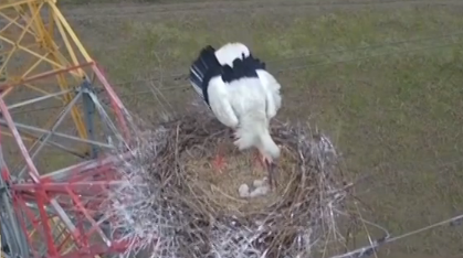 东方白鹳在铁塔筑巢 电力工作人员采取多种措施保护