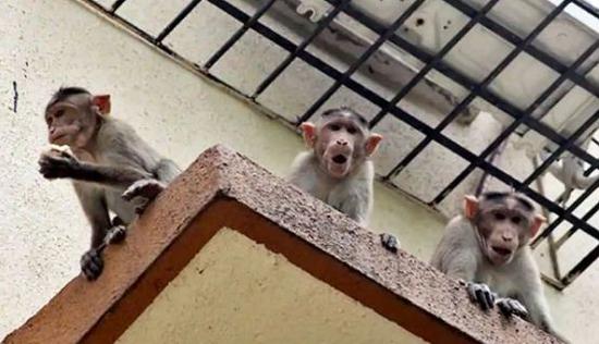 过去十年来，阿格拉一直受到猴子袭人的困扰。（《印度斯坦时报》）