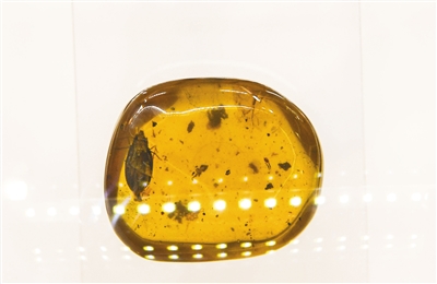 12月23日，中关村图书大厦石探记博物科学馆，展出琥珀内发现的新物种——齿胸波眼甲。新京报记者 陶冉 摄