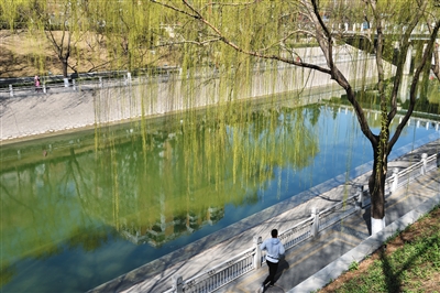3月16日，北京，南护城河岸边的垂柳抽出嫩绿的枝叶，一名男子正跑步经过。图/视觉中国