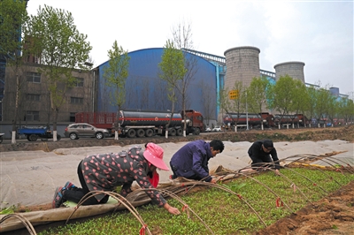 4月6日，村民王俊旺一家在路边料理西红柿苗。西红柿苗躲在“伏地膜”下，躲避着每天厂区排放设备喷出来的黑水。
