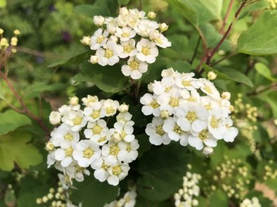  Fragrant Mountain Cloud Science Popularization | Mountain Flowers Brilliant and Timely: Three split Spiraea