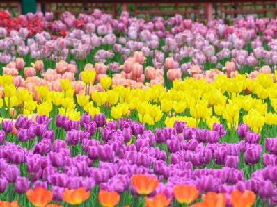 北京中山公园缤纷郁金香花海宛如“莫奈花园”